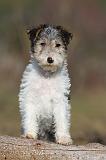 FOX TERRIER 459